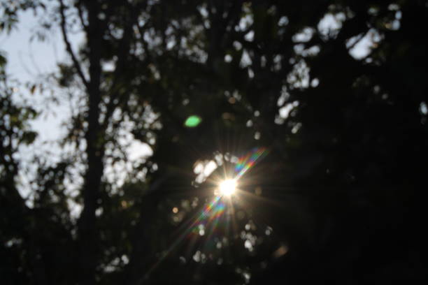 istock blurred day sunlight trough the tree wallpaper 1032372118
