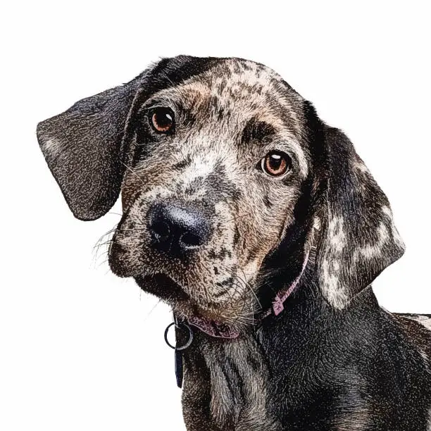 Vector illustration of Catahoula Leopard Dog Puppy in animal shelter