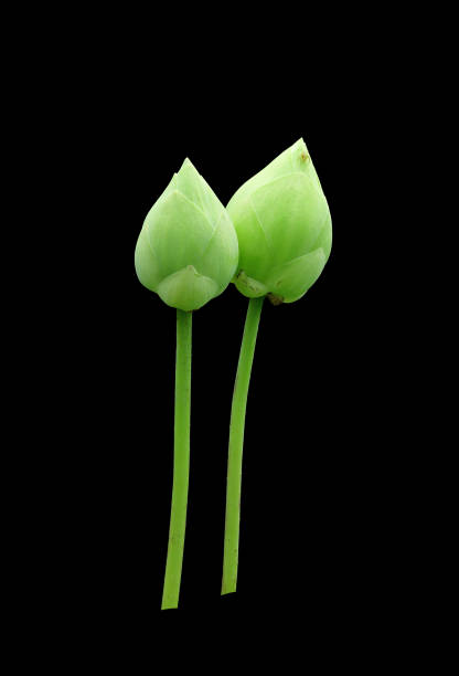 close-up of lotus flower