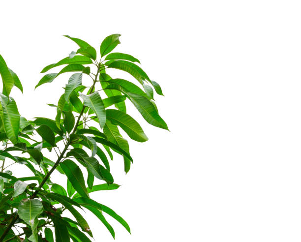 istock green mango leaf and twig isolated on white background 1032381928