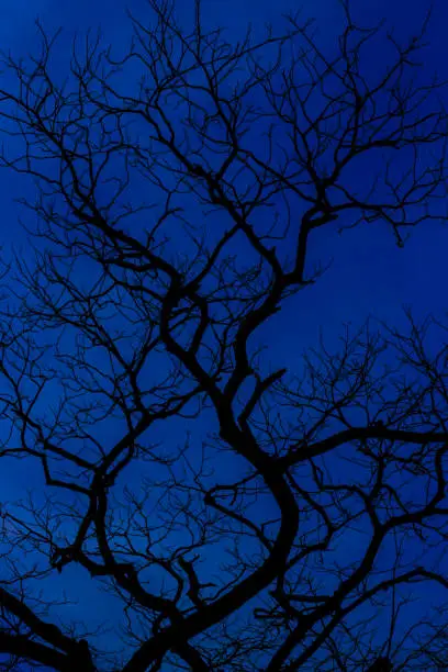THE FEMALE SHAPED TREE WITH BLUE BACKGROUND IN SILHOUTTE