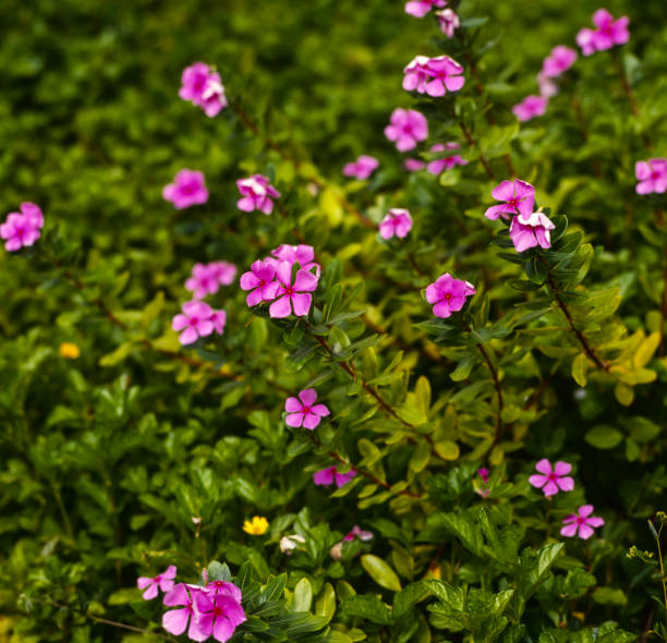 istock Pink flowers in ornamental garden 1032388718