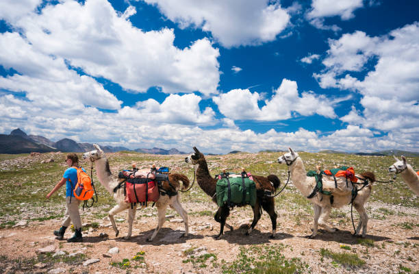 istock Llama trekking on the Continental Divide, Colorado 1032402616