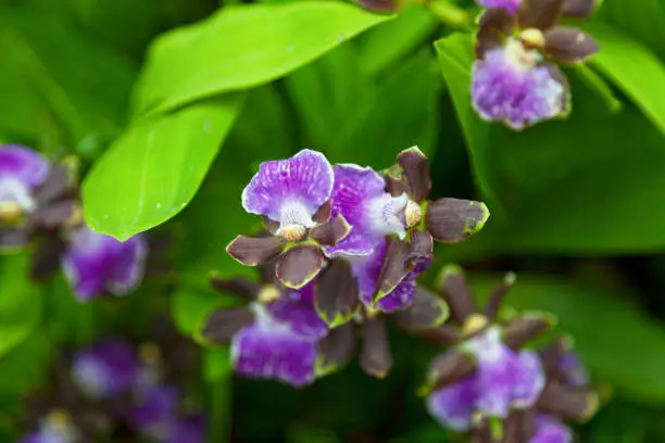 Close-up on a Orchid flowers (Zygopetalum Redval).