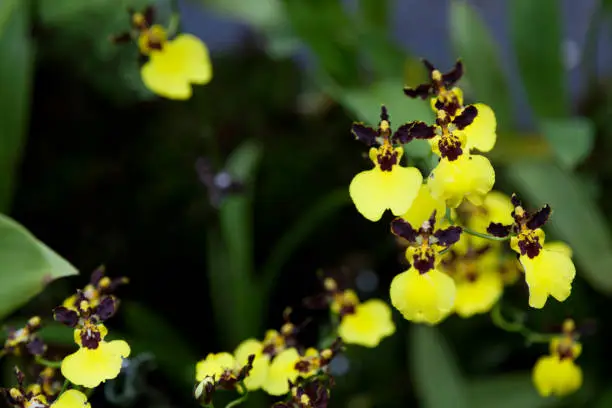 Close-up on a Orchid flowers (Gomesa Moon Shadow x Oncidium varicosum 'Little Panda').