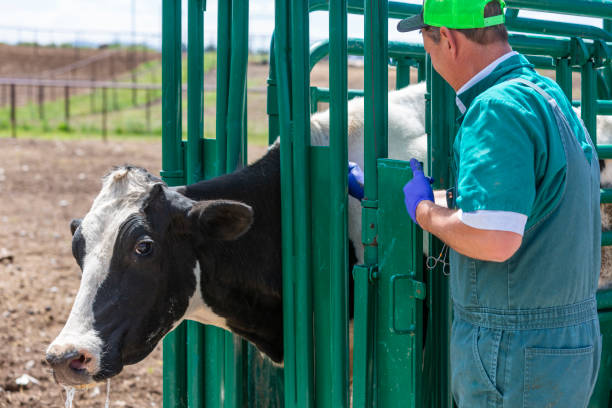 istock Veterinary Surgeon Treating Cattle in a Farm Yard 1032411082