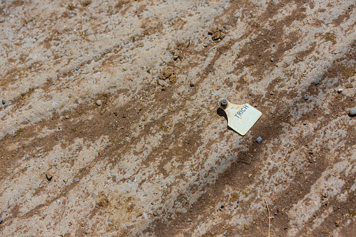 Blank tag for Trichomoniasis or Trich testing laying in the dirt of a cattle yard