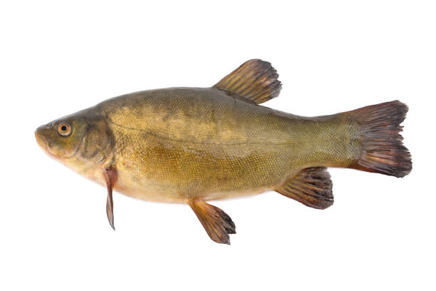 Tench Golden fish tench isolated on white background golden tench stock pictures, royalty-free photos & images