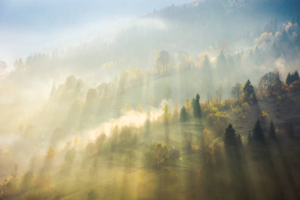 istock beautiful nature scene in fog 1032420484