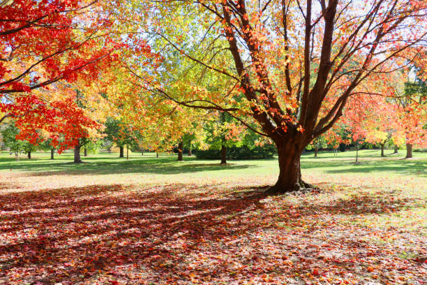 istock Beautiful autumn nature background. 1032423278