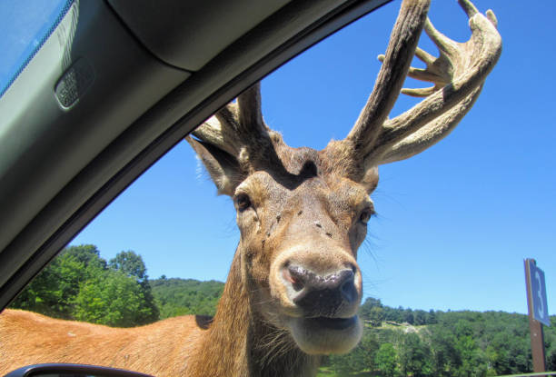istock A large elk gets up close and personal in the passenger side window of a car while driving through Omega Park outside of Montebello, Quebec, Canada. 1032425594