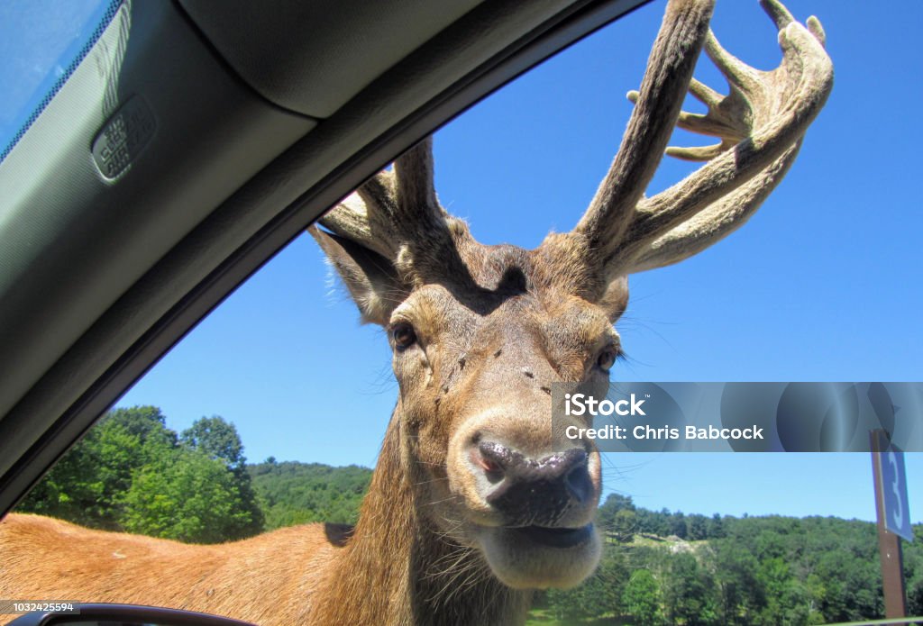 A large elk gets up close and personal in the passenger side window of a car while driving through Omega Park outside of Montebello, Quebec, Canada. Animal Stock Photo