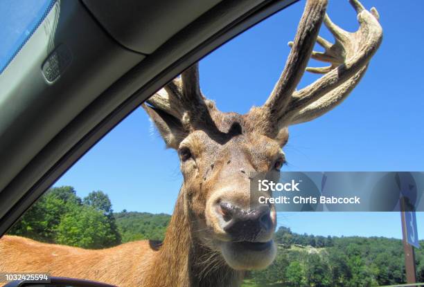 A Large Elk Gets Up Close And Personal In The Passenger Side Window Of A Car While Driving Through Omega Park Outside Of Montebello Quebec Canada Stock Photo - Download Image Now