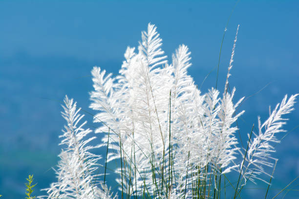 Green Forest and Pampas Flowers