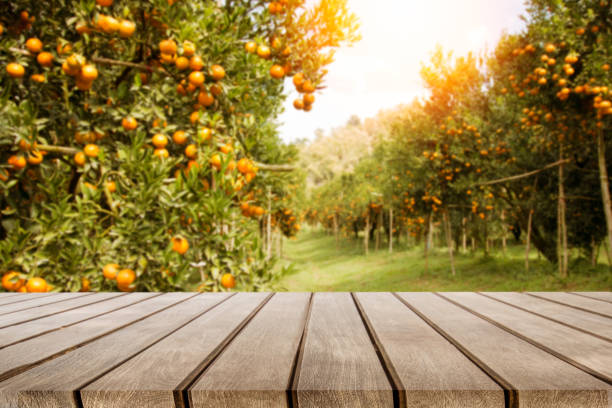 wooden table place  and orange trees with fruits in sun light stock photo