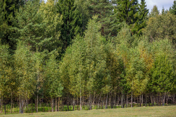 istock Edge of the Russian forest 1032431524