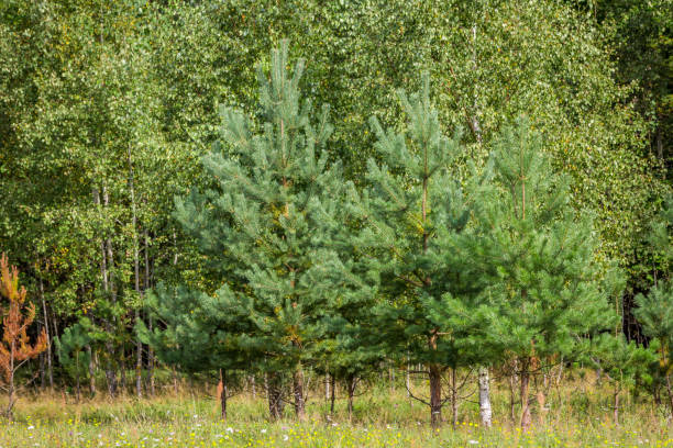 Edge of the Russian forest Edge of the Russian forest in the summer интерьер помещений stock pictures, royalty-free photos & images