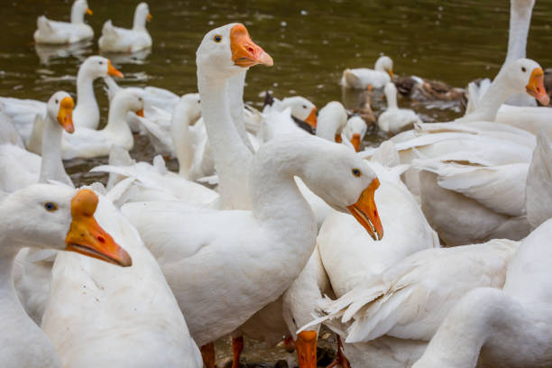 istock Big flock of geese 1032431566
