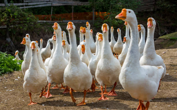 istock Big flock of geese 1032431594