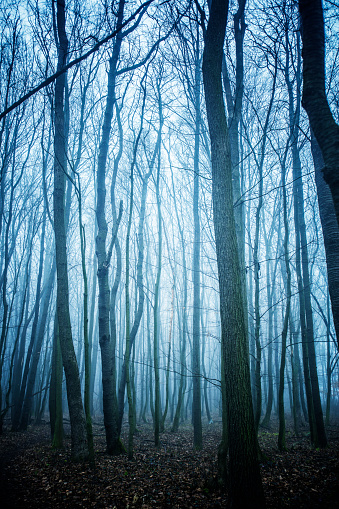 Scary Forest Background Stock Photo - Download Image Now - Austria, Autumn,  Backgrounds - iStock