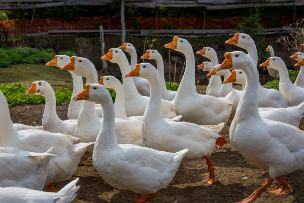 istock Big flock of geese 1032433142