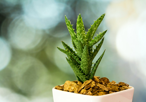 Aloe succulent plant, freshness leaves with thorn of Tiger Tooth Aloe in the ceramic pot