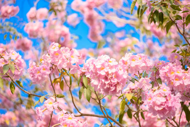 istock Tabebuia rosea is a Pink Flower neotropical tree 1032434146