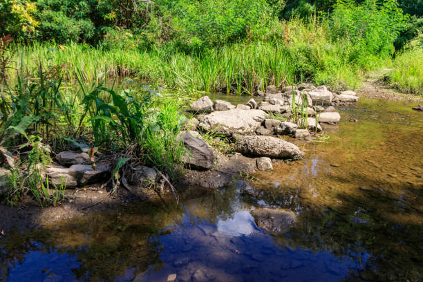 istock Small river in green forest at summer 1032434786