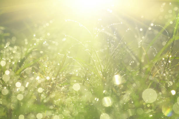 Water drop on grass, bokeh And the sun after the rain.
