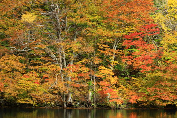 istock Autumnal leaves of Towada 1032447790