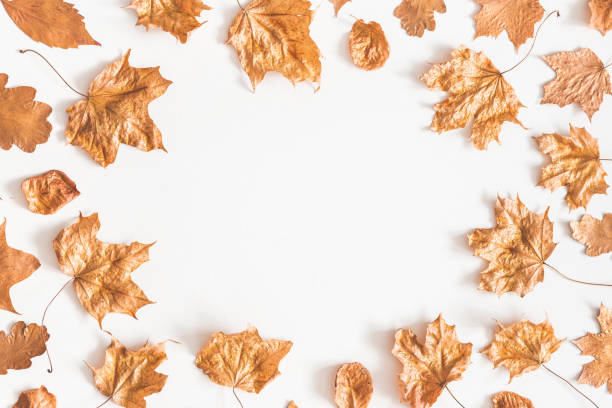 istock Autumn composition. Frame made of golden maple leaves on white background. Autumn, fall concept. Flat lay, top view, copy space 1032448812