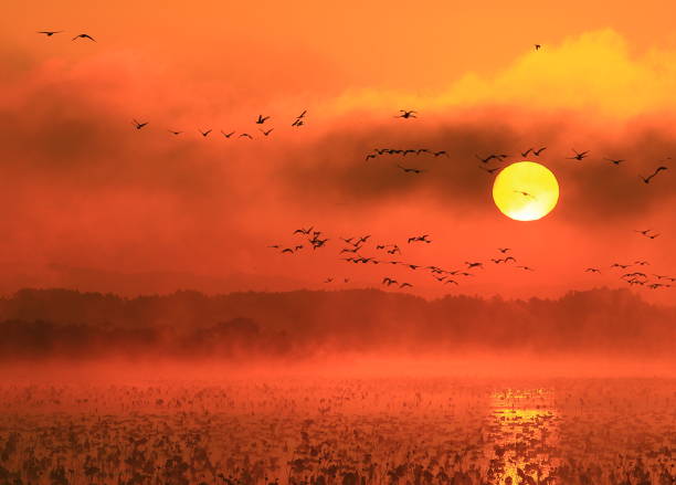 istock Morning mist swamp 1032451574
