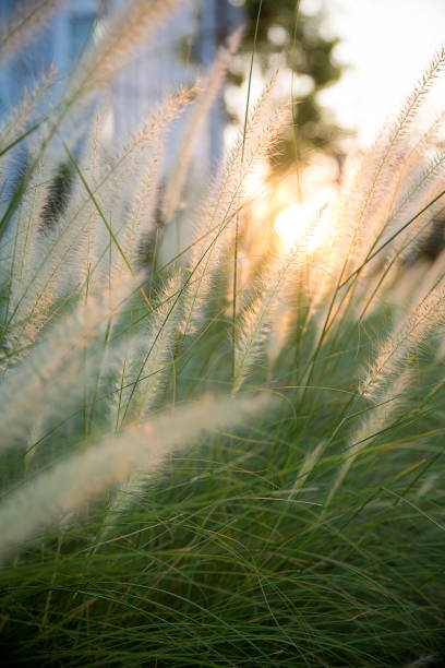 White flower grass field with silhouette sunlight in the evening. Image for scenery background, wallpaper
