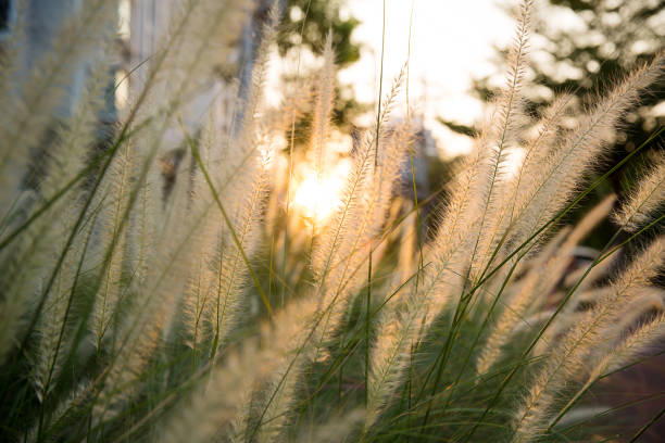 istock White flower grass field with silhouette sunlight in the evening. Image for scenery background, wallpaper 1032454524