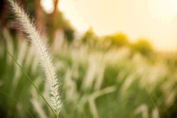 White flower grass field with silhouette sunlight in the evening. Image for scenery background, wallpaper