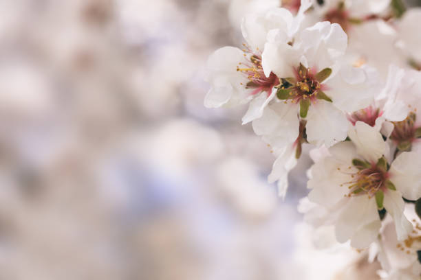 istock Spring blooming. Pink almond blossoms closeup, blur background, copy space 1032455224
