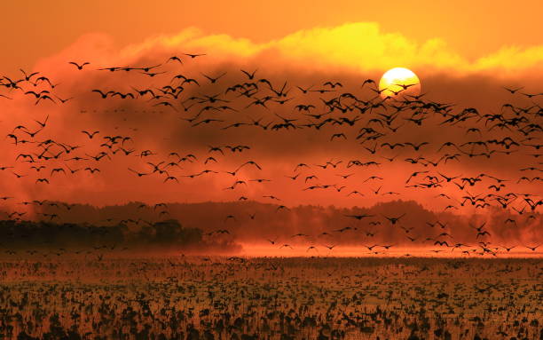 istock Morning mist swamp 1032457386