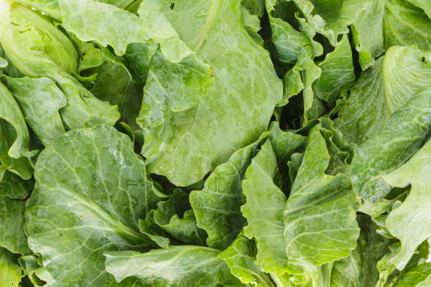 istock chinese kale top view on white background 1032460392