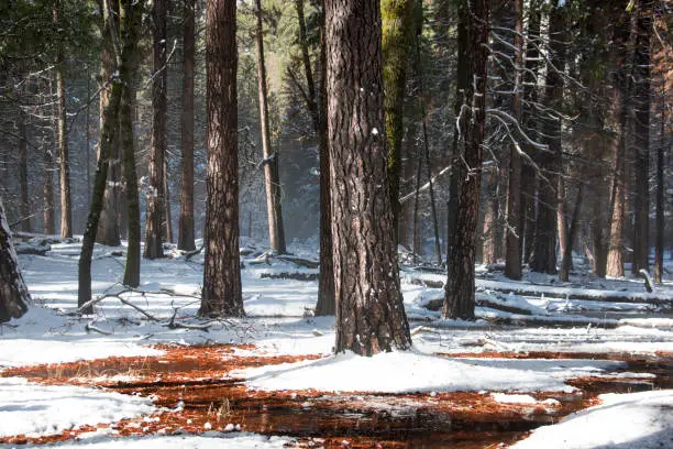 Grove of trees in January in Yosemite National Park