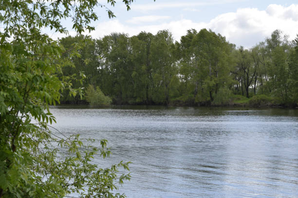 istock The shore of a calm river on a sunny summer day. 1032463846