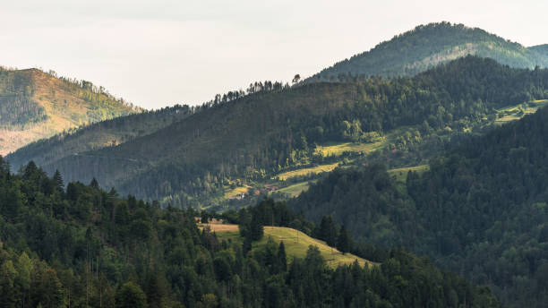 istock Green mountain landscape in summer day in Tara park 1032464134