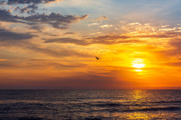 istock Seagull in flight over the sea 1032464638