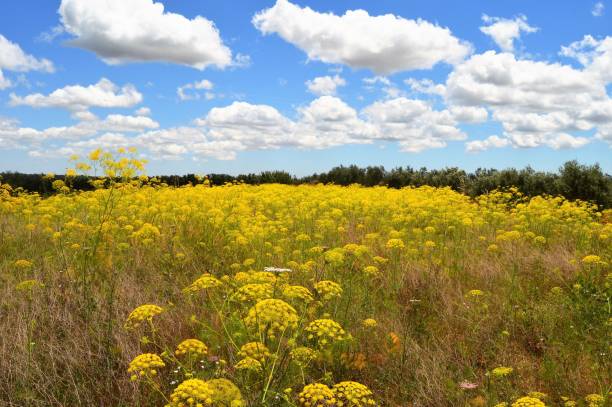 istock Landscape of Hinojos 1032469152