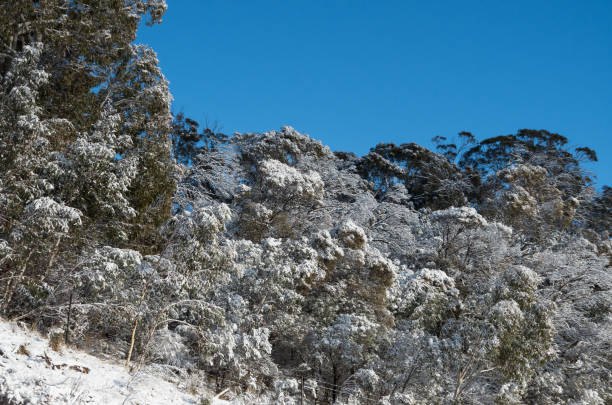 istock Australian bush land covered in snow 1032472258