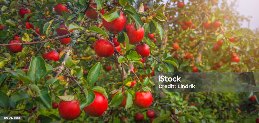 apple en el árbol - Foto de stock de Manzana libre de derechos