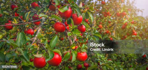 Apple En El Árbol Foto de stock y más banco de imágenes de Manzana - Manzana, Manzano, Otoño