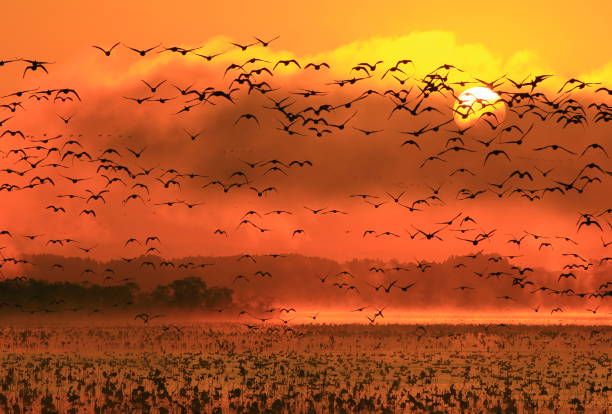 istock Morning mist swamp 1032475872