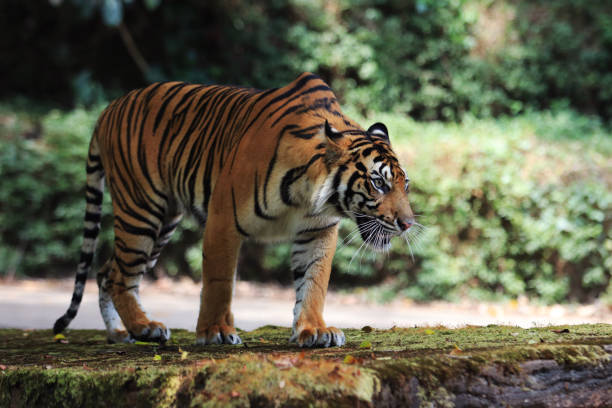 sumatra tiger - sumatratiger bildbanksfoton och bilder