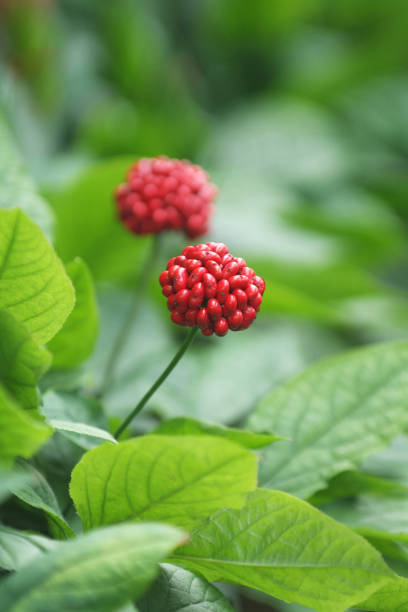 Korea ginseng red color fruit