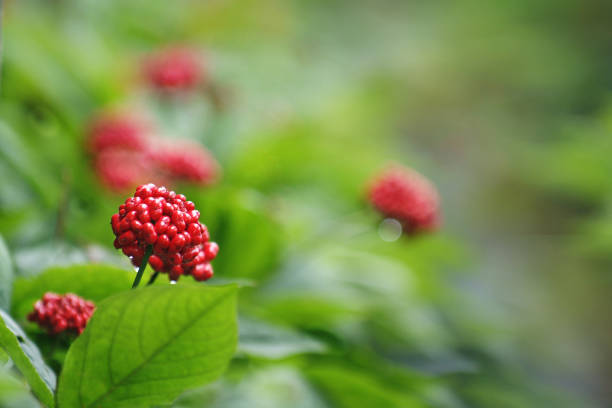 Korea ginseng red color fruit
